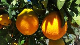 sinaasappels kleiner